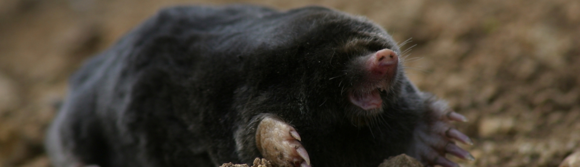 Mole by steve bottom for cornwall wildlife trust